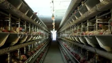 家禽养殖场，鸡坐在露天笼子里，吃混合饲料，传送带上躺着母鸡`鸡蛋，鸡